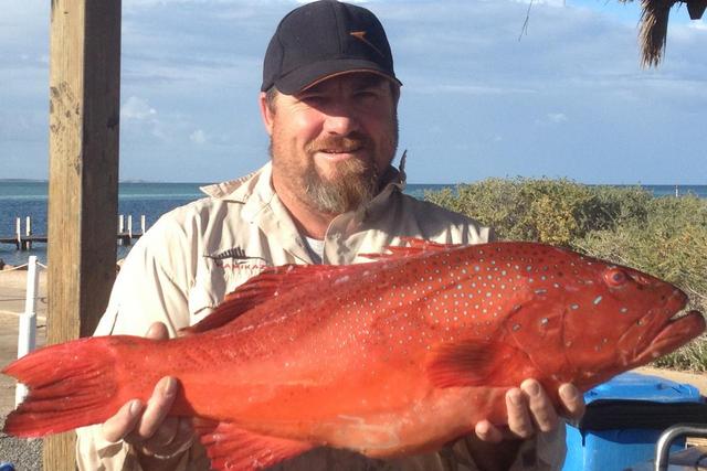 Coral Trout